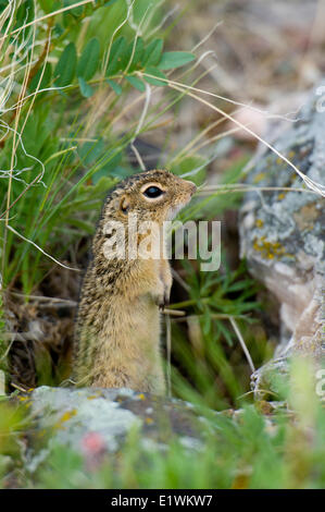 Massa Thirteen-Lined scoiattolo, ictidomys tridecemlineatus, Parco Nazionale dei laghi di Waterton, Alberta Foto Stock