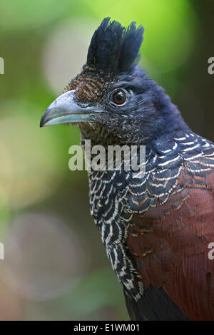 Nastrare Ground-Cuckoo (Neomorphus radiolosus) appollaiato su un ramo in Ecuador, Sud America. Foto Stock