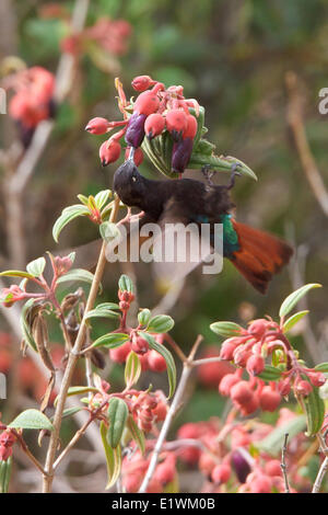 Nero-incappucciati Sunbeam (Aglaeactis pamela) volare mentre alimentando ad un fiore in Bolivia, Sud America. Foto Stock