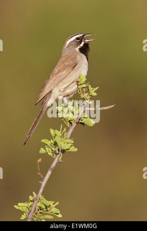 Nero-throated Sparrow (Amphispiza bilineata) appollaiato su un ramo nel sud dell'Arizona, Stati Uniti d'America. Foto Stock