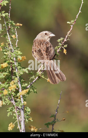 La Botteri Sparrow (Peucaea botterii) appollaiato su un ramo nel sud dell'Arizona, Stati Uniti d'America. Foto Stock