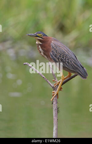 Airone verde (Butorides s. virescens) appollaiato su un ramo in Costa Rica. Foto Stock