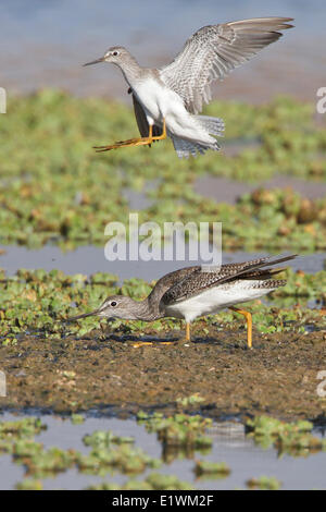 Tringa flavipes (Tringa flavipes) in una zona umida in Bolivia, Sud America. Foto Stock