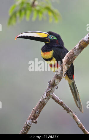 Molti-nastrare Aracari (Pteroglossus pluricinctus) appollaiato su un ramo in Ecuador, Sud America. Foto Stock