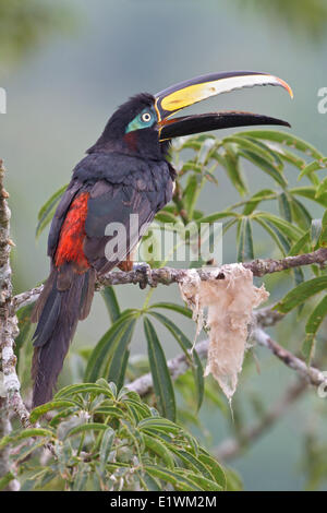 Molti-nastrare Aracari (Pteroglossus pluricinctus) appollaiato su un ramo in Ecuador, Sud America. Foto Stock