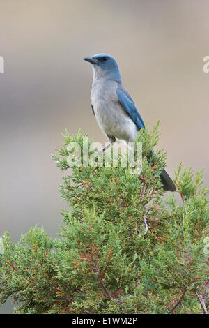 Mexican Jay (Aphelocoma wollweberi) appollaiato su un ramo nel sud dell'Arizona, Stati Uniti d'America. Foto Stock