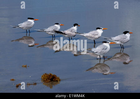 Royal sterne, Thalasseus Maximus, St . Augustine Beach , Florida , STATI UNITI D'AMERICA. Foto Stock