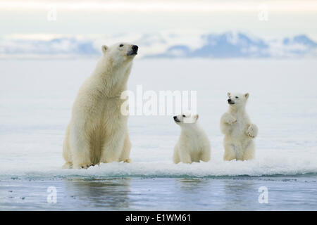 Orso polare madre (Ursus maritimus) e lupetti, arcipelago delle Svalbard, Arctic Norvegia Foto Stock