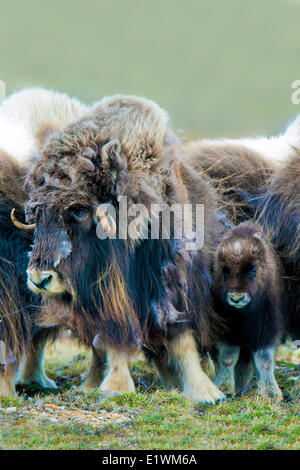 Muskoxen (Ovibos moschatus) Madre & vitello, Victoria Island, Nunavut, Canada Artico Foto Stock