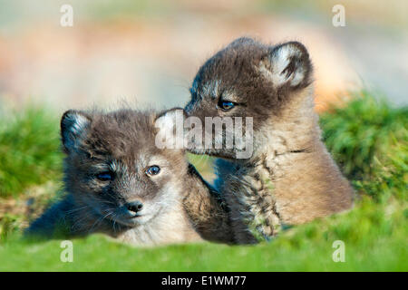 Arctic Fox cuccioli (Alipex lagopus) in corrispondenza della bocca del loro natal den, Victoria Island, Nunavut, Canada Artico Foto Stock