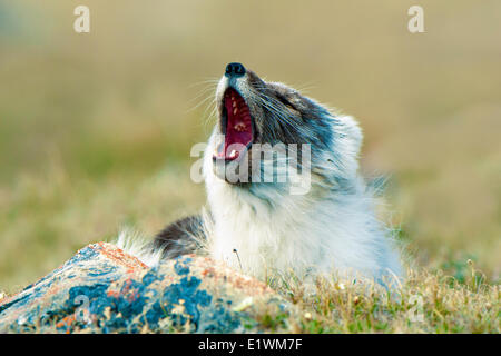 Arctic Fox (Alipex lagopus) in estate transitorio pelage, Victoria Island, Nunavut, Canada Artico Foto Stock