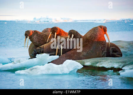 Pacific tricheco, Odobenus rosmarus, tirate fuori sul ghiaccio del mare Artico Canadese, Foto Stock