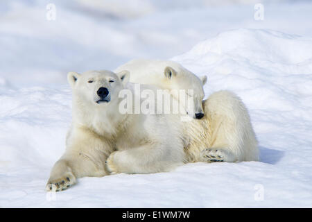 Orso polare madre (Ursus maritimus) e cub Wrangel Island, Chukchi Mare Artico, Russia Foto Stock