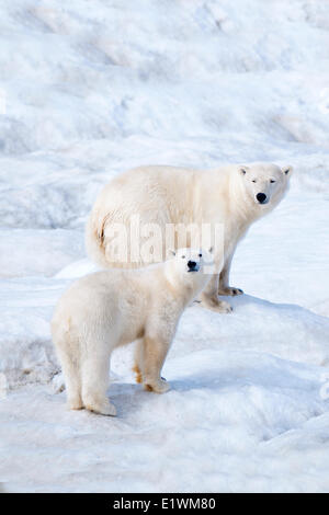 Orso polare madre (Ursus maritimus) e cub Wrangel Island, Chukchi Mare Artico, Russia Foto Stock
