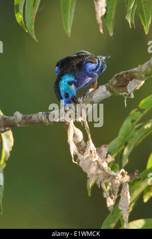 Opal-rumped Tanager (Tangara velia) appollaiato su un ramo in Ecuador, Sud America. Foto Stock