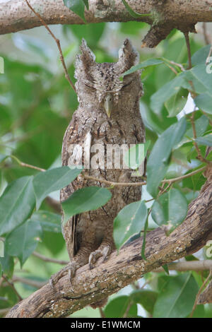 Pacific Civetta (Megascops cooperi) appollaiato su un ramo in Costa Rica. Foto Stock