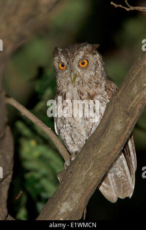 Pacific Civetta (Megascops cooperi) appollaiato su un ramo in Costa Rica. Foto Stock