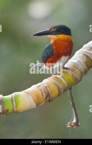 American pigmeo di Kingfisher (Chloroceryle aenea) appollaiato su un ramo in Ecuador, Sud America. Foto Stock