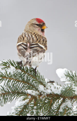 Comune (Redpoll Carduelis flammea) appollaiato su un ramo in Eastern Ontario, Canada. Foto Stock