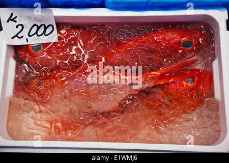 Bullseyes Moontail (Priacanthus hamrur) visualizzato in un acqua ghiacciata il vassoio per la vendita al mercato del pesce Tsukiji a Tokyo in Giappone. Foto Stock