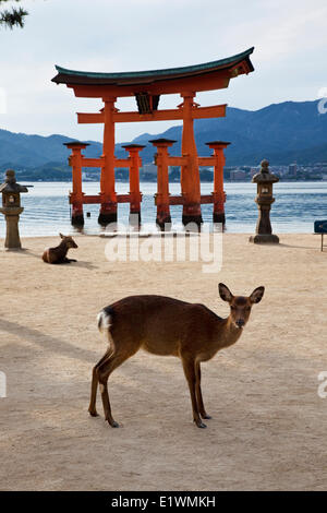 Apparentemente galleggiante sull'acqua ad alta marea di Miyajima gigante torii gate è classificato come uno del Giappone top tre luoghi panoramici è Foto Stock