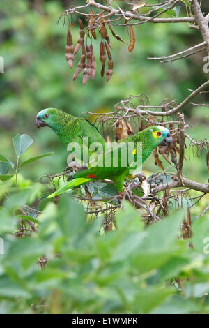 Blu-fronteggiata Amazon (Amazon aestiva) appollaiato su un ramo in Bolivia, Sud America. Foto Stock