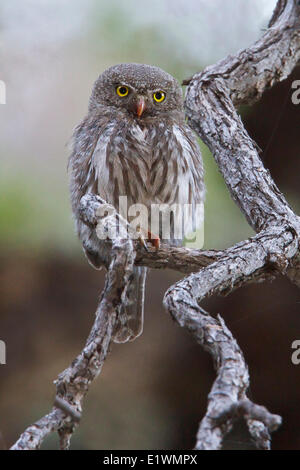 Pygmy-Owl settentrionale (Glaucidium gnoma) appollaiato su un ramo nel sud dell'Arizona, Stati Uniti d'America. Foto Stock