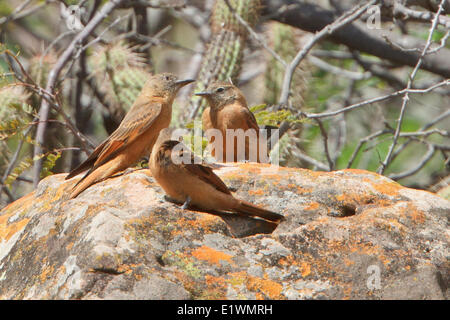 Cliff Flycatcher (Hirundinea ferruginea) arroccata su una roccia in Bolivia, Sud America. Foto Stock