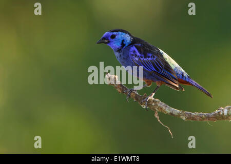 Opal-rumped Tanager (Tangara velia) appollaiato su un ramo in Ecuador, Sud America. Foto Stock