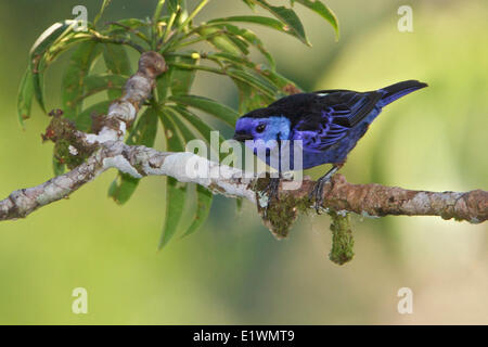 Opal-rumped Tanager (Tangara velia) appollaiato su un ramo in Ecuador, Sud America. Foto Stock