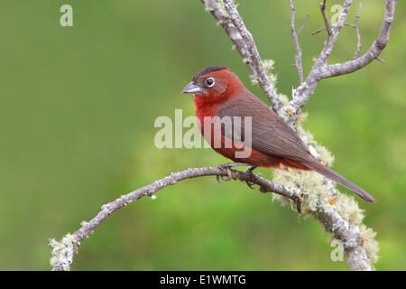 Rosso-crested Finch (Coryphospingus cucullatus) appollaiato su un ramo in Bolivia, Sud America. Foto Stock