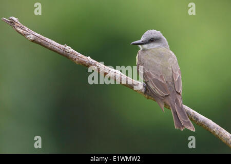 Tropical Kingbird (Tyrannus melancholicus) appollaiato su un ramo in Bolivia, Sud America. Foto Stock