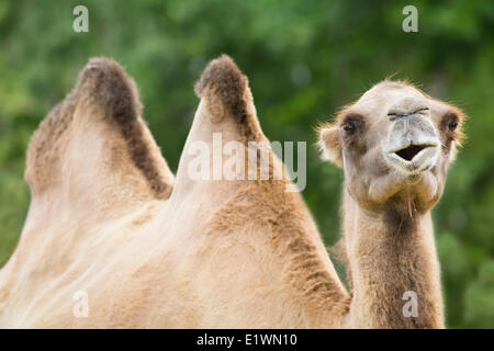 Bactrian Camel, Assiniboine Park Zoo, Winnipeg, Manitoba, Canada Foto Stock