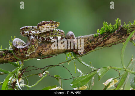 Tintura ciglia Viper, Bothriechis schlegelii, appollaiato su un ramo in Costa Rica, America centrale. Foto Stock