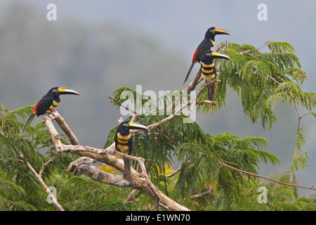 Molti-nastrare Aracari (Pteroglossus pluricinctus) appollaiato su un ramo in Ecuador, Sud America. Foto Stock