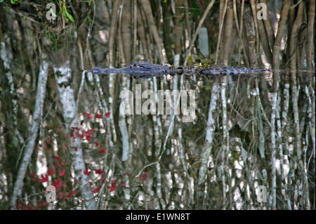 Alligatore a nuotare in un fiume a bordo di alberi in Big Cypress Swamp Stati Uniti riserva nazionale. Foto Stock