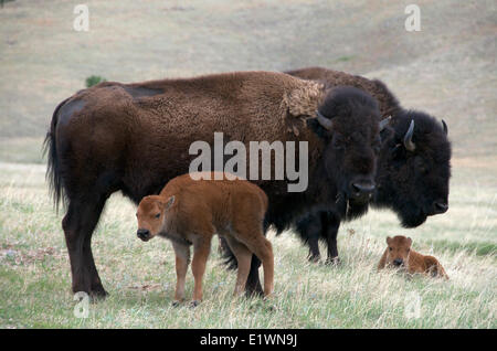 Wild bisonti americani vacca (Bison bison) con un neonato di vitello a molla. Parco nazionale della Grotta del vento, il Dakota del Sud, Stati Uniti d'America. Foto Stock