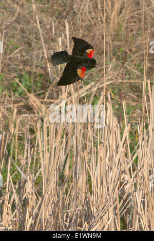 Rosso-winged Blackbird (Agelaius phoeniceus). Maschio ala visualizzazione patch per attrarre femmine in primavera su tifa canne. Foto Stock