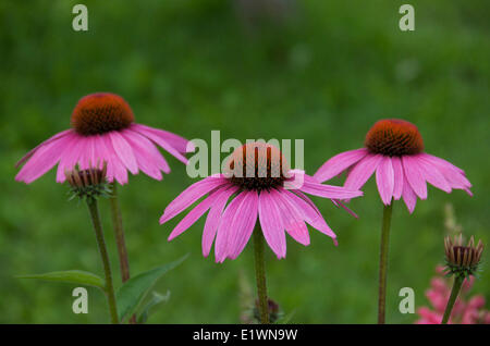 Purple Coneflower (Echinacea angustifolia) nel giardino, vicino a Thunder Bay, Ontario, Canada Foto Stock