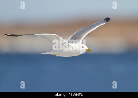 Aringa Gabbiano (Larus argentatus) battenti in Churchill, Manitoba, Canada. Foto Stock