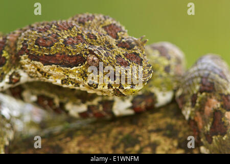 Tintura ciglia Viper, Bothriechis schlegelii, appollaiato su un ramo in Costa Rica, America centrale. Foto Stock