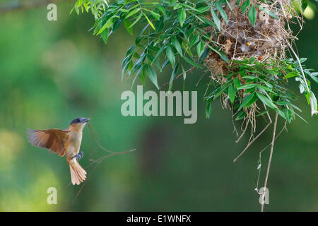 Rose-throated Becard (Pachyramphus aglaiae) costruire un nido in Costa Rica, America centrale. Foto Stock