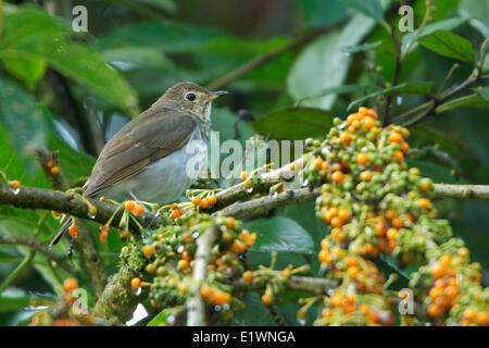 Swainson Il Tordo (Catharus ustulatus) appollaiato su un ramo in Ecuador, Sud America. Foto Stock