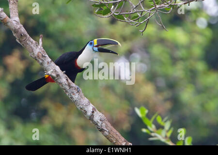 Bianco-throated Toucan (Ramphastos tucanus) appollaiato su un ramo in Ecuador, Sud America. Foto Stock