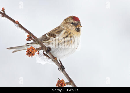 Comune (Redpoll Carduelis flammea) appollaiato su un ramo in Eastern Ontario, Canada. Foto Stock