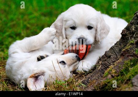 Inglese di razza Golden Retriever cuccioli giocare con una morbida sfera arancione. Foto Stock