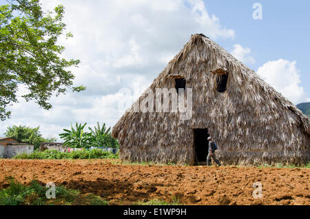 Capannone di tabacco, Vinales, Cuba Foto Stock