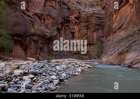 Il fiume vergine nel si restringe, Parco Nazionale Zion, Utah, Stati Uniti Foto Stock