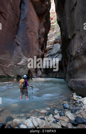 Escursionista in si restringe, fiume vergine, Parco Nazionale Zion, Utah, Stati Uniti Foto Stock