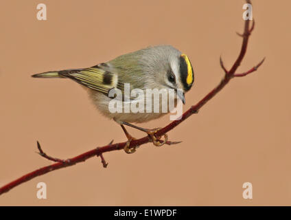 Una femmina di Golden-incoronato Kinglet, Regulus satrapa, appollaiato su un ramo in Saskatoon, Saskatchewan, Canada Foto Stock